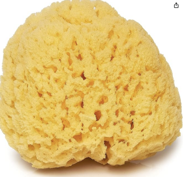 Natural Sea Sponge